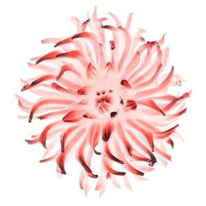 Meet your Posher, Trey